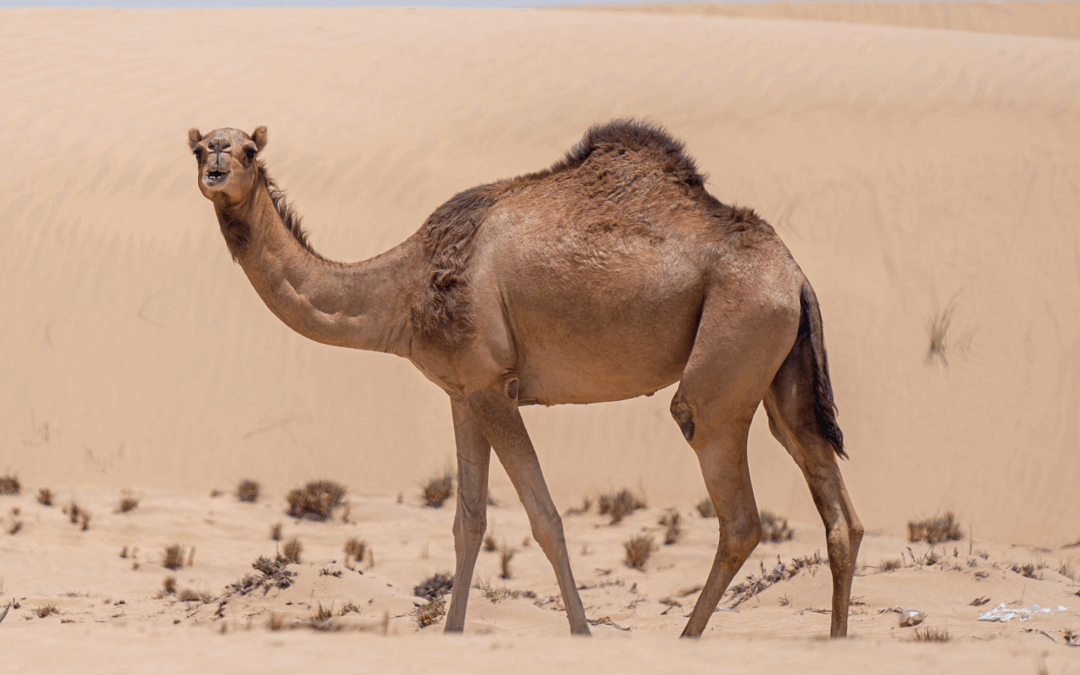 En savoir plus sur l’animal
