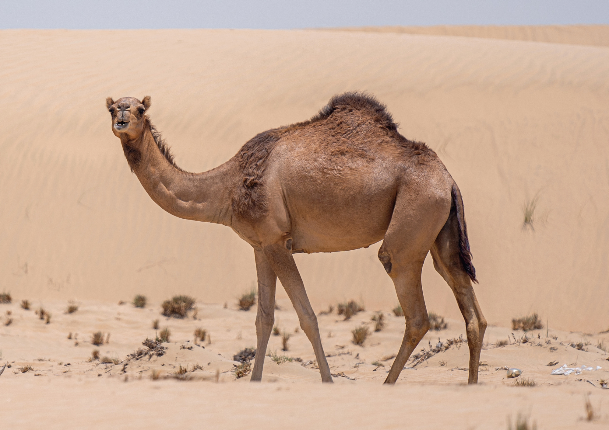 En savoir plus sur l’animal
