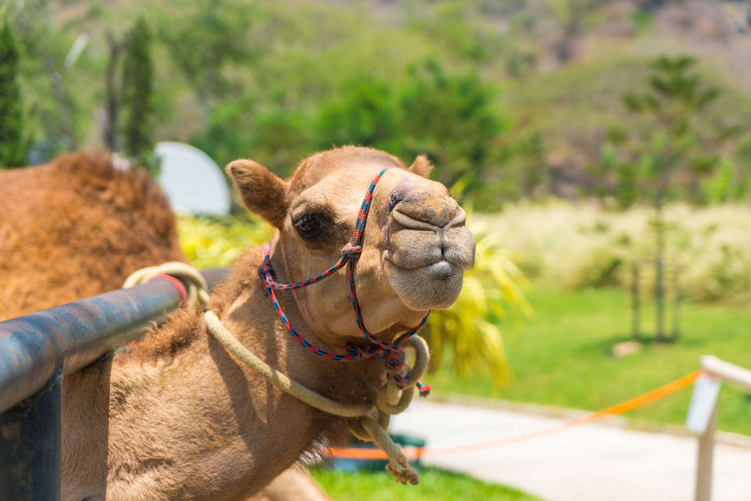 camel