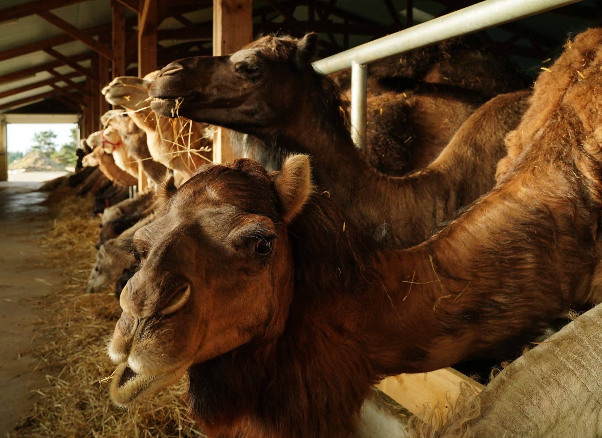 dromazere-cosmetiques-savon-lait-chamelle-camel-milk-artisanal-made-in-france2