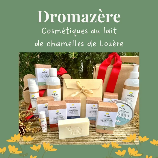 Notre gamme de cosmétiques 🧴

📍 Tous nos cosmétiques sont produits localement et formulés avec le lait frais de nos chamelles élevées à Auroux, sur le plateau de la Margeride.

🐪 Les petits chamelons grandissent aux côtés de leur mère et nous prélevons la juste quantité de lait pour leur bien-être et notre production artisanale 🥛 Savons, shampoings, crèmes pour le corps et le visage, baume à lèvres…prenez soin de votre peau grâce à la richesse du lait de chamelle. Voici quelques-uns de ses bienfaits 👇

1️⃣ Hydratation intense : 

Le lait de chamelle est riche en acides gras essentiels, en vitamines et en minéraux qui aident à maintenir l'hydratation de la peau. Lorsque la peau est bien hydratée, elle est plus douce, plus souple et moins sujette aux rides et aux ridules.

2️⃣ Régénération de la peau : 

Le lait de chamelle contient également des peptides et des protéines qui aident à stimuler la régénération cellulaire de la peau. Cela signifie que les cellules de la peau se renouvellent plus rapidement, ce qui peut aider à réduire les signes du vieillissement et à améliorer la texture de la peau.

3️⃣ Propriétés anti-inflammatoires :

Le lait de chamelle contient des composés anti-inflammatoires qui peuvent aider à réduire l'inflammation de la peau. Cela peut être particulièrement utile pour les personnes souffrant d'affections cutanées telles que l'eczéma, la dermatite et le psoriasis.

👉 Vous aussi, apportez tous les bienfaits du lait de chamelle à votre peau et vos cheveux, avec nos rituels de soins quotidiens !

#Chamelle #Dromadaire #savonartisanal #cosmetiquesnaturels #laitdechamelle  #elevagededromadaires #Cosmetique  #Madeinfrance #Suddefrance #lozere  #lozerenaturellement #laitfraisfermier #cremevisage #savonaulaitdechamelle  #margeride_en_gevaudan #boutiqueenligne #soinduvisagenaturel #cosmetiquehypoallergenique #Geldouche #shampoingsolide #Occitanie